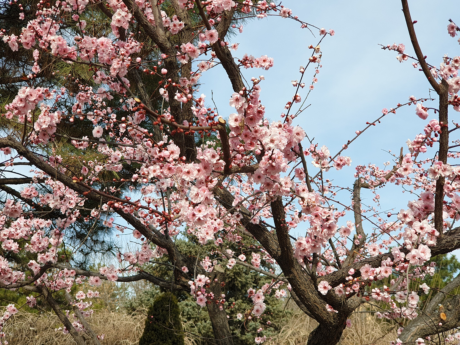 Ранняя весна